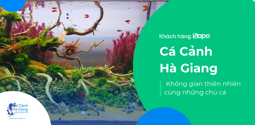 Cá Cảnh Hà Giang - Không Gian Thiên Nhiên Cùng Những Chú Cá